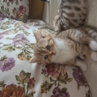 Brazilian Shorthair, Kedi  Harika serece li biritish fotoğrafı
