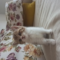 Brazilian Shorthair, Kedi  Harika serece li biritish fotoğrafı