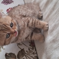 Brazilian Shorthair, Kedi  Harika serece li biritish fotoğrafı