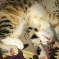 Tekir Kedi, Kedi  minyon fotoğrafı