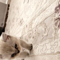 British Shorthair, Kedi  Adı senkoy fotoğrafı