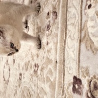 British Shorthair, Kedi  Adı senkoy fotoğrafı