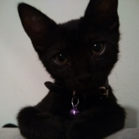 Bombay, Kedi  Zeytin fotoğrafı