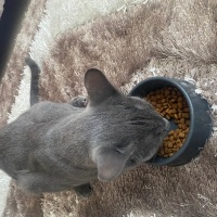 Mavi Rus, Kedi  Duman fotoğrafı
