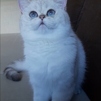 Scottish Fold, Kedi  İncimix fotoğrafı