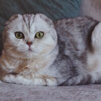 Scottish Fold, Kedi  İncimix fotoğrafı