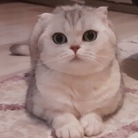 Scottish Fold, Kedi  İncimix fotoğrafı