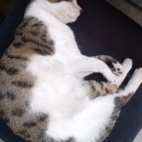 Tekir Kedi, Kedi  Peri fotoğrafı