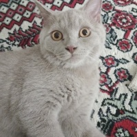 British Shorthair, Kedi  Mauro fotoğrafı