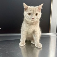 British Shorthair, Kedi  Mauro fotoğrafı
