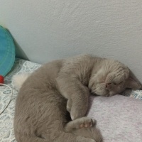 British Shorthair, Kedi  Mauro fotoğrafı