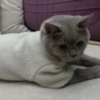 British Shorthair, Kedi  Mauro fotoğrafı
