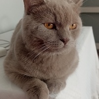 British Shorthair, Kedi  Mauro fotoğrafı