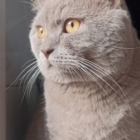 British Shorthair, Kedi  Mauro fotoğrafı