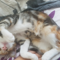 Tekir Kedi, Kedi  nazlı fotoğrafı