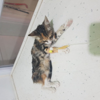 Tekir Kedi, Kedi  nazlı fotoğrafı