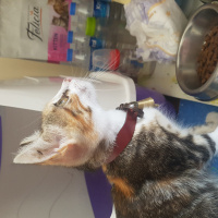 Tekir Kedi, Kedi  nazlı fotoğrafı