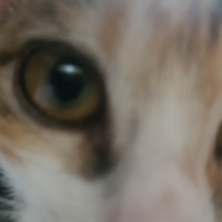 Tekir Kedi, Kedi  nazlı fotoğrafı