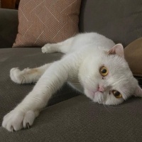 Scottish Fold, Kedi  Sütlaç fotoğrafı