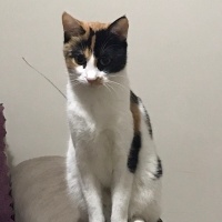 Tekir Kedi, Kedi  mia fotoğrafı