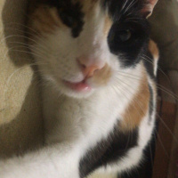 Tekir Kedi, Kedi  mia fotoğrafı