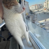 Tekir Kedi, Kedi  mia fotoğrafı
