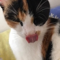 Tekir Kedi, Kedi  mia fotoğrafı