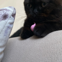 Scottish Fold, Kedi  Jülide fotoğrafı
