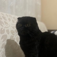 Scottish Fold, Kedi  Jülide fotoğrafı
