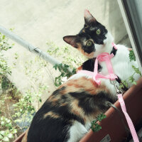 Tekir Kedi, Kedi  Mini fotoğrafı