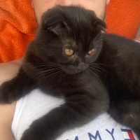 Scottish Fold, Kedi  Gece fotoğrafı