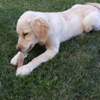 Golden Retriever, Köpek  YUMAK fotoğrafı
