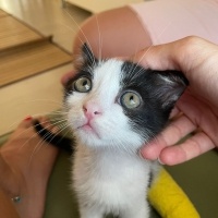 Tekir Kedi, Kedi  minnoş fotoğrafı