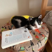 Tekir Kedi, Kedi  minnoş fotoğrafı