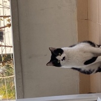 Sarman, Kedi  Yaman fotoğrafı