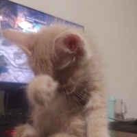 Tekir Kedi, Kedi  TARÇIN fotoğrafı