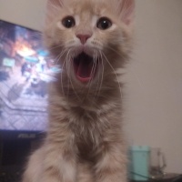 Tekir Kedi, Kedi  TARÇIN fotoğrafı
