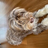 Norfolk Terrier, Köpek  Cookie fotoğrafı