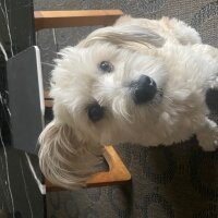 Glen of Imaal Terrier, Köpek  Oscar fotoğrafı