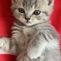British Shorthair, Kedi  Yavru British fotoğrafı