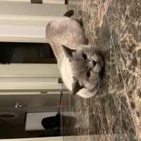 British Shorthair, Kedi  Sherlock fotoğrafı