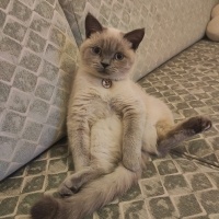 British Shorthair, Kedi  Sherlock fotoğrafı