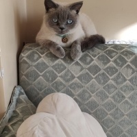 British Shorthair, Kedi  Sherlock fotoğrafı