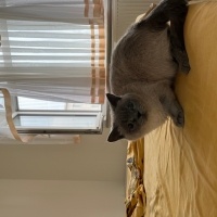 British Shorthair, Kedi  Sherlock fotoğrafı