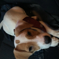 Jack Russell Terrier, Köpek  Kızçe fotoğrafı