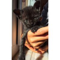 Tekir Kedi, Kedi  Bitter fotoğrafı
