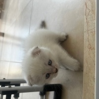 British Shorthair, Kedi  Panda fotoğrafı