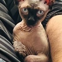 Sphynx, Kedi  Ayza fotoğrafı