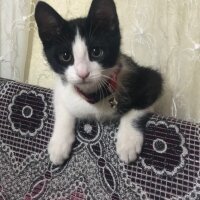 Tekir Kedi, Kedi  Müezza fotoğrafı