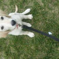 Golden Retriever, Köpek  Wegas fotoğrafı